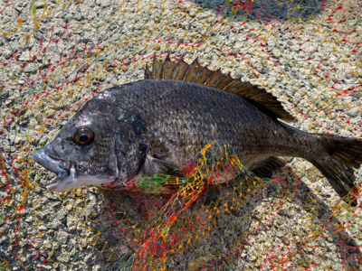 春ののっこみチヌ快調〜