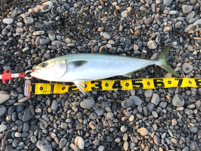 ナブラ打ち！メジロゲット！！