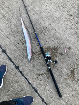 堤防タチウオで、竿頭!!