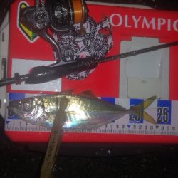 アジング練習 277