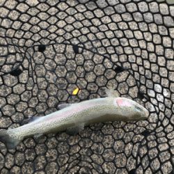 いきなりトラウト