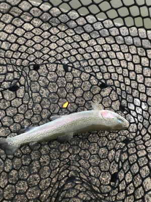 いきなりトラウト