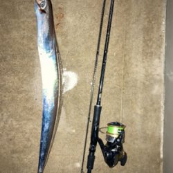 仕事帰りに、タチウオとボラ