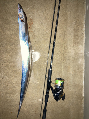 仕事帰りに、タチウオとボラ