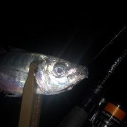 アジング練習 278