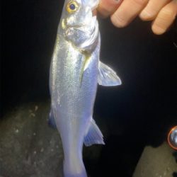 メバルサイズアップ