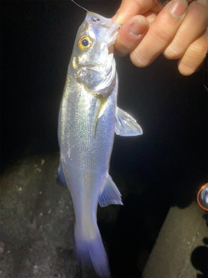 メバルサイズアップ