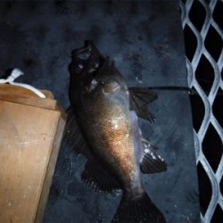 虫ヘッドでメバル