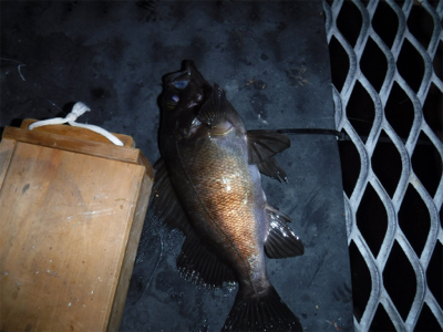 虫ヘッドでメバル