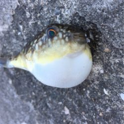 ライトタックルで餌釣り