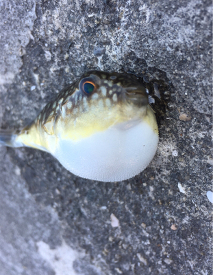 ライトタックルで餌釣り