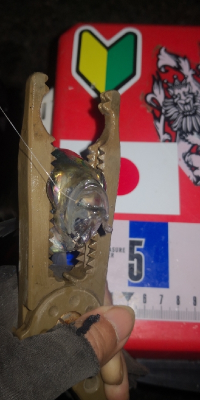 アジング練習　279