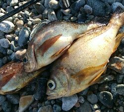 メバル3匹。小カサゴ1匹。