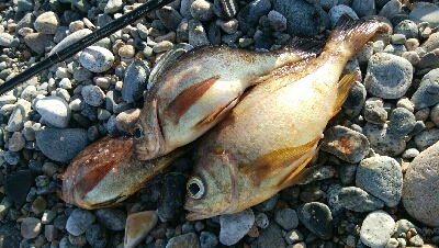 メバル3匹。小カサゴ1匹。