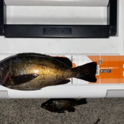 久しぶりのメバリング