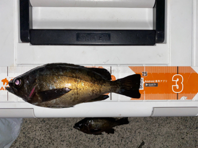 久しぶりのメバリング