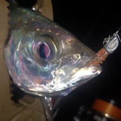 アジング練習　280　MOZU ワーム