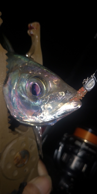 アジング練習　280　MOZU ワーム