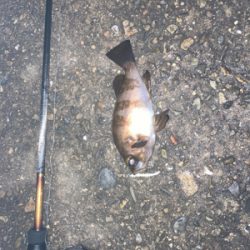 Fシステムおもろい!