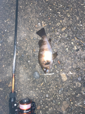 Fシステムおもろい!