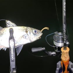 大阪湾奥を貸し切り探してウロウロ