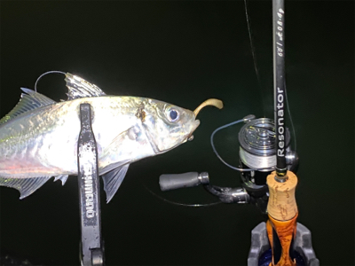 大阪湾奥を貸し切り探してウロウロ