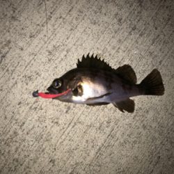 久しぶりの釣り