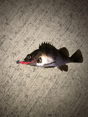 久しぶりの釣り