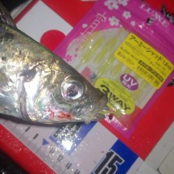 アジング練習　281 ABU スローテーパーロッド