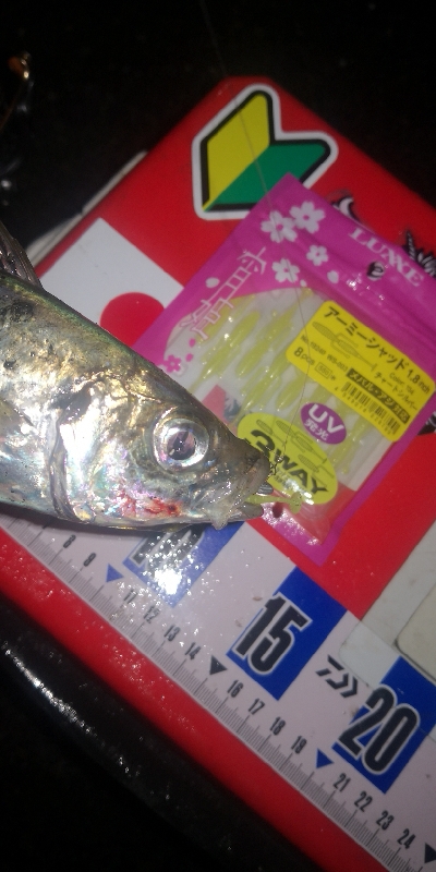 アジング練習　281 ABU スローテーパーロッド