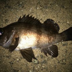 2021ライトゲーム第11戦