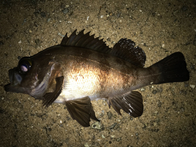 2021ライトゲーム第11戦