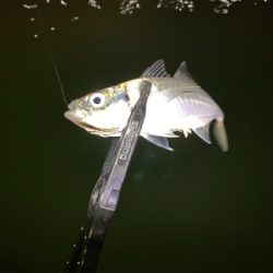 ベタ凪からの強風アジング