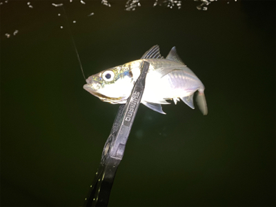 ベタ凪からの強風アジング