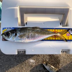 大きさは十分だけど