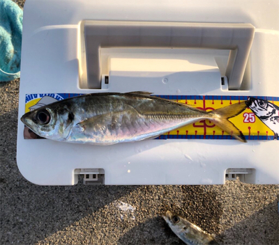 大きさは十分だけど