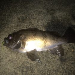 渋い中の一匹！