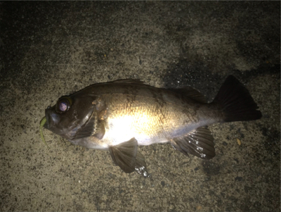 渋い中の一匹！