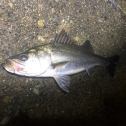 バチ抜けシーバス