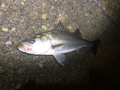 バチ抜けシーバス