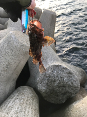 強風だったけど