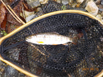 雨って聞いてないし