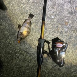 Fシステム最高！