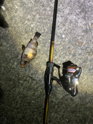 Fシステム最高！