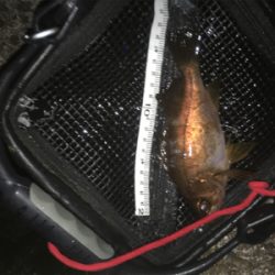 春告魚ゲット❗️