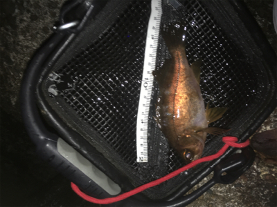 春告魚ゲット❗️