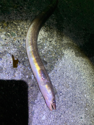 アジング、メバリングからアナゴ