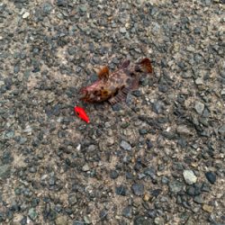 まさかのブラクリで！