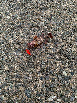 まさかのブラクリで！