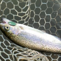 エリアトラウト